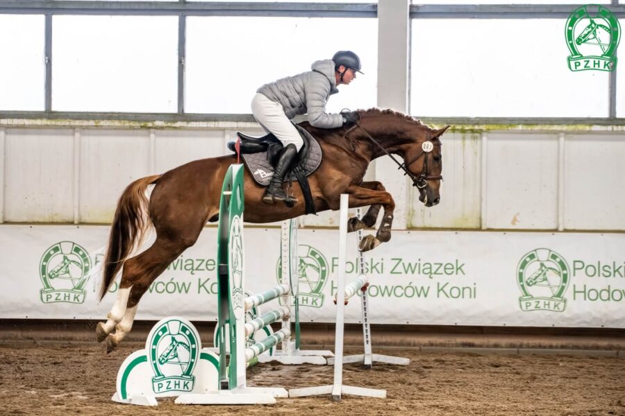 LIKE BALU SKB DSP (LIKE PLEASURE M KWPN - BABY BALOU old. / BALOU DU ROUET old.), ur. 2021, hod. i wł. SK Bielin
