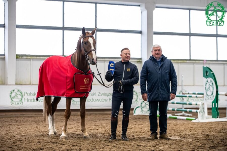 LIKE BALU SKB DSP (LIKE PLEASURE M KWPN - BABY BALOU old. / BALOU DU ROUET old.), ur. 2021, hod. i wł. SK Bielin