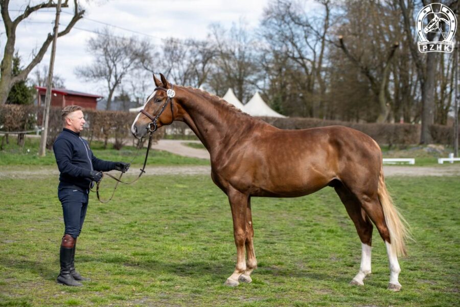 LIKE BALU SKB DSP (LIKE PLEASURE M KWPN - BABY BALOU old. / BALOU DU ROUET old.), ur. 2021, hod. i wł. SK Bielin