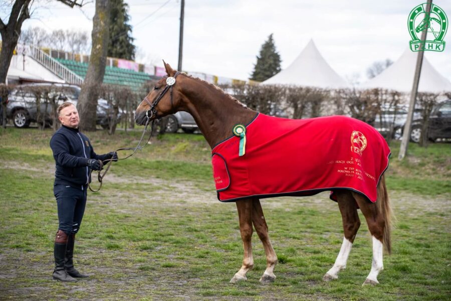 LIKE BALU SKB DSP (LIKE PLEASURE M KWPN - BABY BALOU old. / BALOU DU ROUET old.), ur. 2021, hod. i wł. SK Bielin