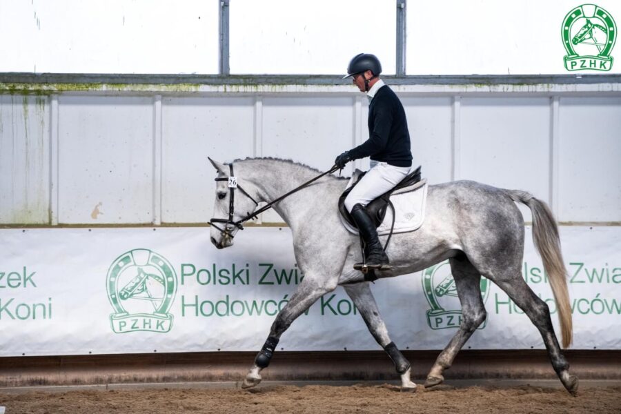 WITTO sp (HICKSTEAD WHITE old. (OS) - WENECJA sp / CORVALLO hol.), ur. 2021, hod. i wł. Krzysztof Gąsiorowski