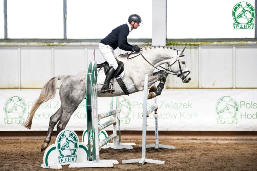 WITTO sp (HICKSTEAD WHITE old. (OS) - WENECJA sp / CORVALLO hol.), ur. 2021, hod. i wł. Krzysztof Gąsiorowski