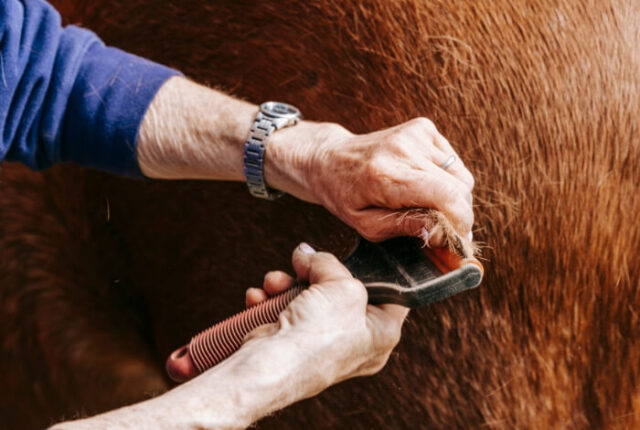Warto zadbać o&nbsp;sierść na&nbsp;wiosnę
