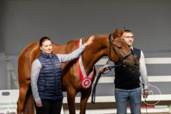 Avaldossa sp (Vivaldos x Millennium) 2022