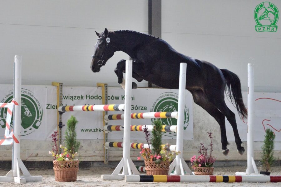 Wnuk Babilonii: Bravado sp (Vigo Heywood H Z - Bryza sp / Corleone Z), DPKS Str, Kisielin 2022