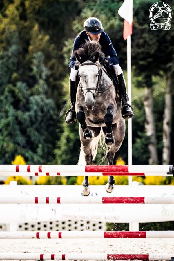 Ogier MISTER BU wlkp