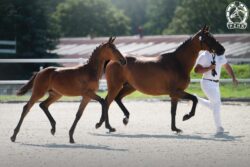 Lubuskie Premiowanie Źrebiąt, Drzonków 2025