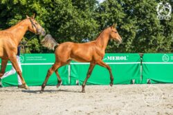 LA VIDA LOCA sp (Calidor - La Isla Bonita / Lord Weingard)