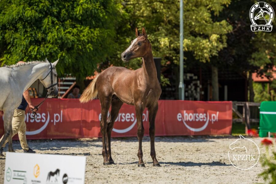 NAVAS sp (Ascot Z - Nevika S / Coupie)
