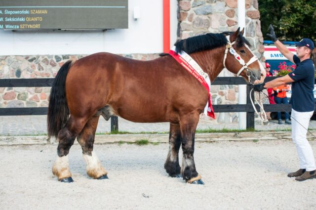 Aukcje ardeńskie, Dąbrówka Mała i Bogusławice 2025 – wyniki