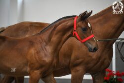 Śląsko-Opolski Czempionat Użytkowy i Premiowanie Źrebiąt, Udórz 2025