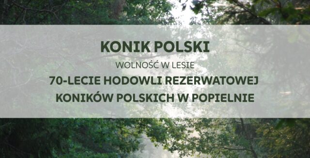 Jubileusz hodowli rezerwatowej koników polskich w Popielnie