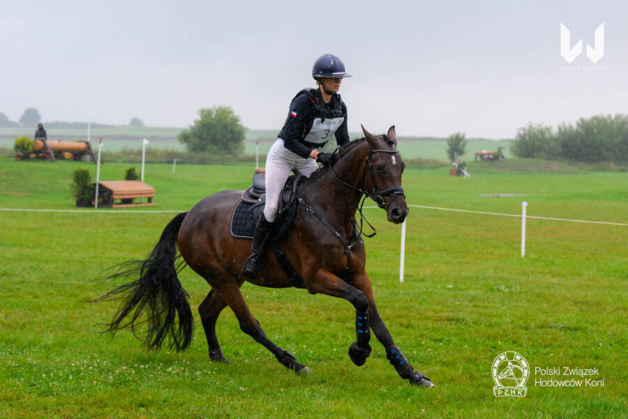 Wałach KENTUCKY G niem.sport.