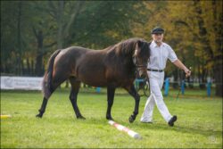 Og. GRYF-O (POLAN) (Jubiler - Galia-O / Lotnik)