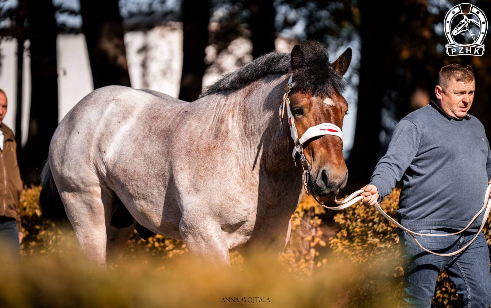 QUALITO S ard.pol. (Bayard de Mairy - Qualine / Zaki du Piry)