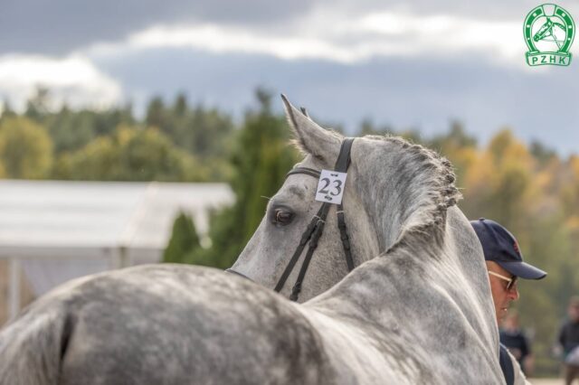 BOTANIK wlkp (KAPSONES W. KWPN - BOTANA wlkp / TURBUD QUIRINUS BWP)