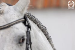 BOTANIK wlkp (KAPSONES W. KWPN - BOTANA wlkp / TURBUD QUIRINUS BWP)