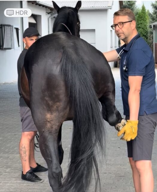 Przed zakupem konia należy poznać stan jego zdrowia