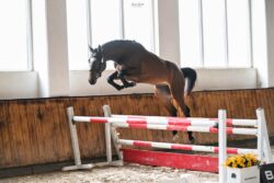 Pomorski Czempionat Użytkowy, Barłomino 2025