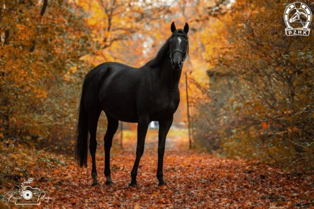 Suplementacja klaczy przed stanówką
