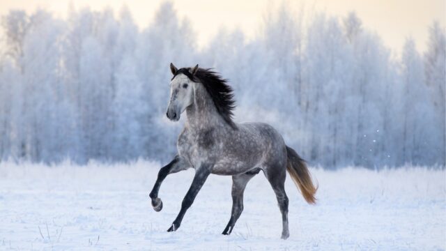 Koń bez dostępu do trawy – jak uzupełnić dietę i uniknąć niedoborów