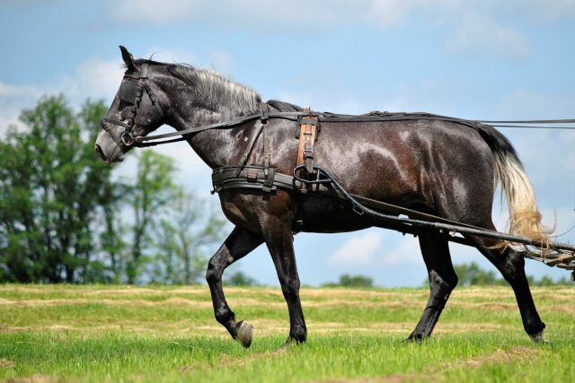 Organizacja polowych prób zaprzęgowych PREMIUM dla klaczy rasy śląskiej w sezonie 2026