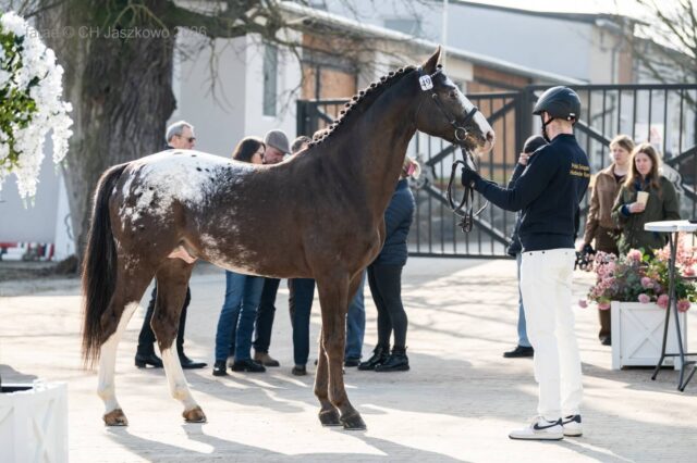 Ogiery po&nbsp;alternatywnych próbach (Jaszkowo)