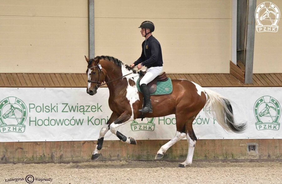 Magnus sp, 2022 (Blitz Al Z – Megi sp / Ludger han.)