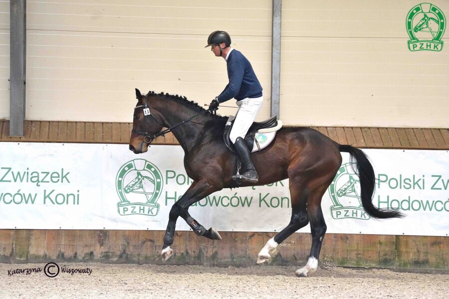 King's Cross OJK hol., 2022 (Keaton hol. – Caria sp / Larron hol.)