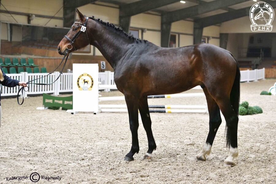 King's Cross OJK hol., 2022 (Keaton hol. – Caria sp / Larron hol.)