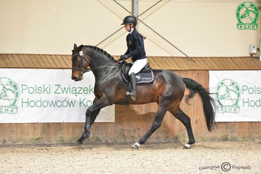 Check Blue ZR sp, 2022 (Herald hol. – Catina Blue FG wurt. / Chacco-Blue mekl.)