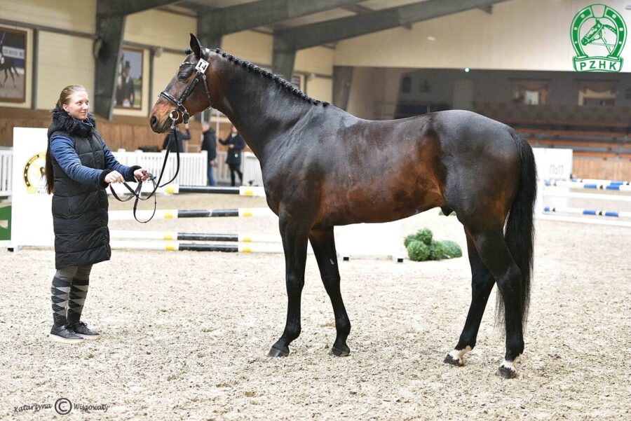 Check Blue ZR sp, 2022 (Herald hol. – Catina Blue FG wurt. / Chacco-Blue mekl.)