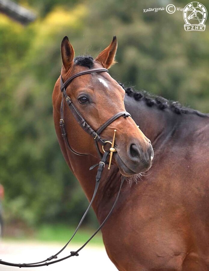 Akani AA m(AA), 2022 (Cestuy la de l'Esques xo – Argolida m(AA) / Huzar m(AA))