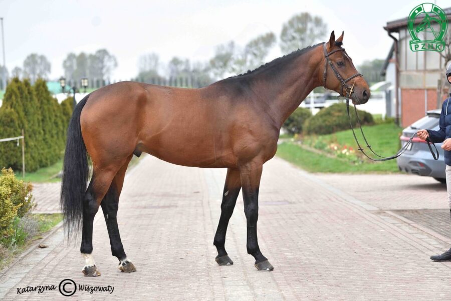 Akani AA m(AA), 2022 (Cestuy la de l'Esques xo – Argolida m(AA) / Huzar m(AA))