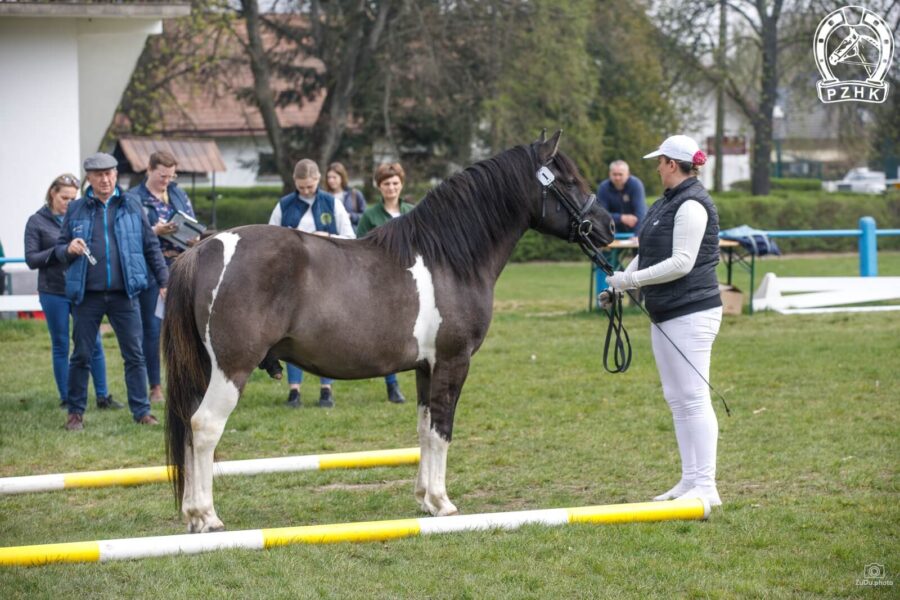 Og. FIKUS-SOLO (GORAL) (Witalij-O – Flicha / Watażka)