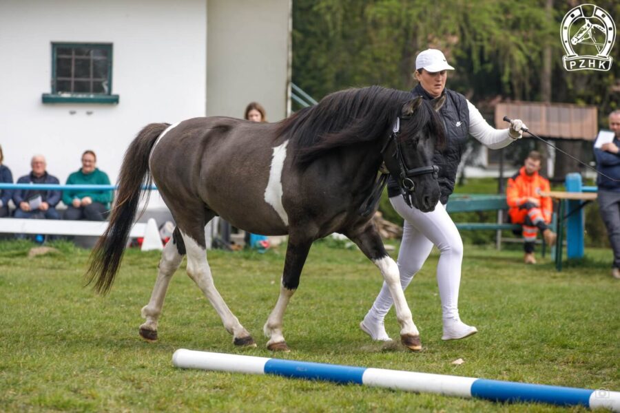 Og. FIKUS-SOLO (GORAL) (Witalij-O – Flicha / Watażka)
