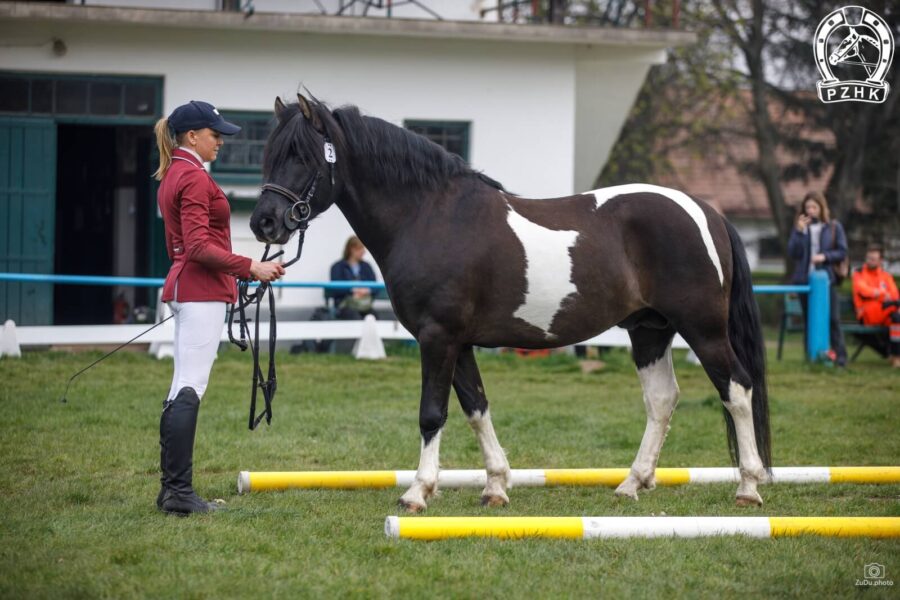 Og. ORTUS (GURGUL) (Jowal – Orsi / Baca)