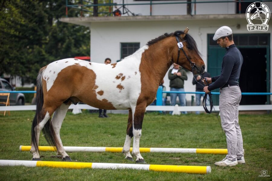 Og. L-KARAT (Prins – L-Kokaina / Azja-W)