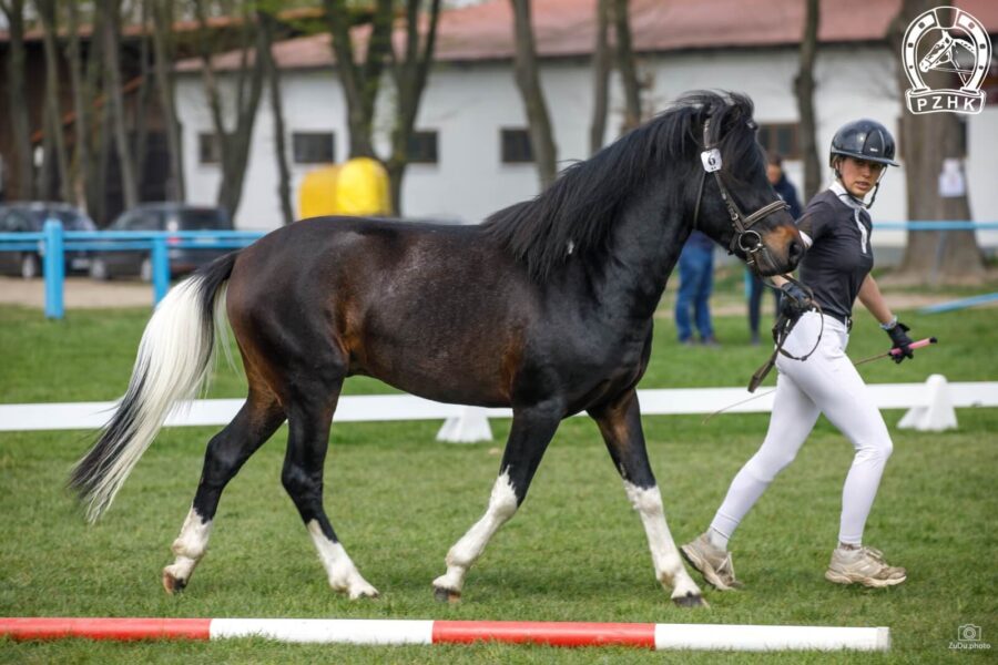 Og. WALOR DMK (HROBY) (Oficer – Wigna / Lotnik)