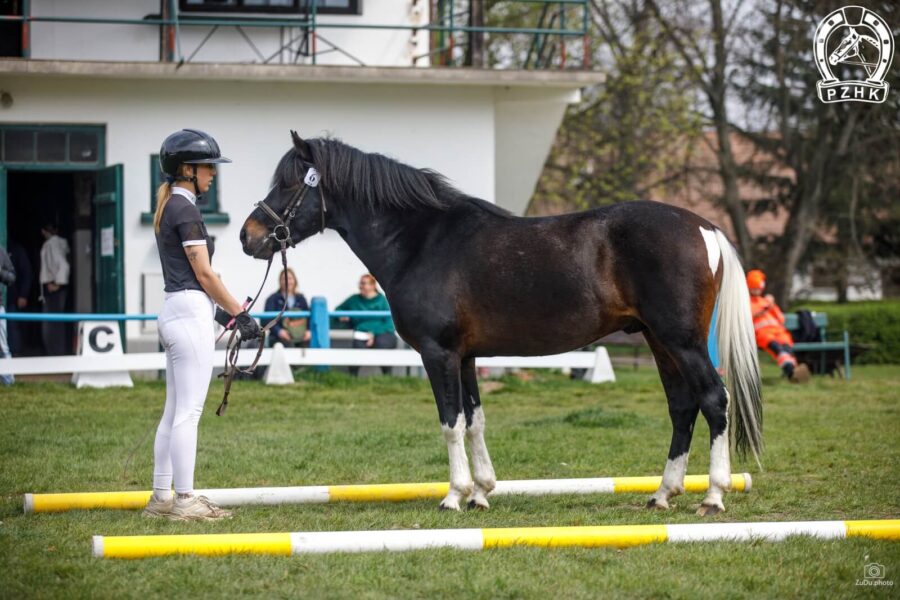 Og. WALOR DMK (HROBY) (Oficer – Wigna / Lotnik)