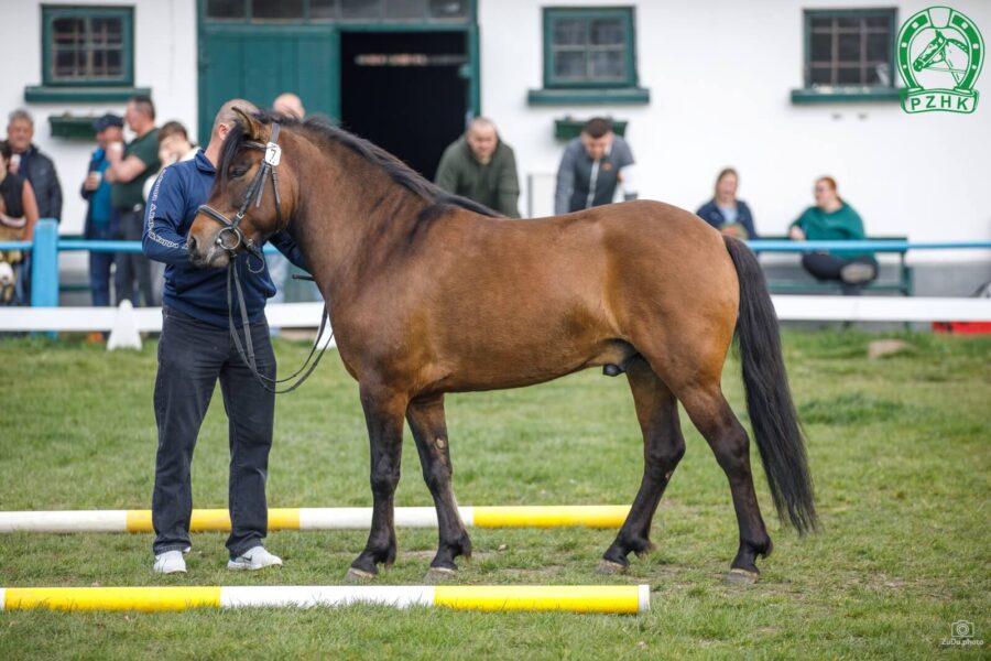 Og. NOSIER (HROBY) (Finał – Nosmina / Orman)