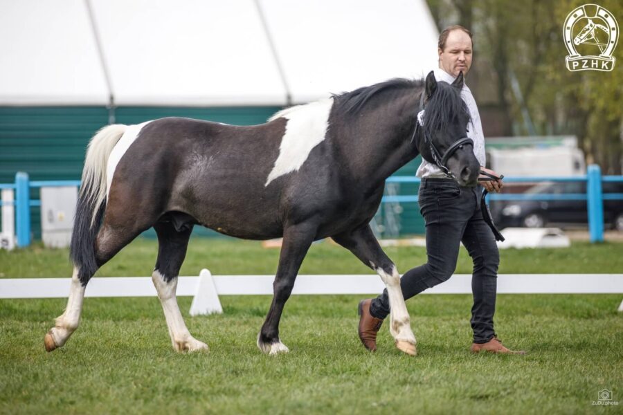 Og. NASIR-MAL (HROBY) (Oscypek-O – Nana-Solo / Waluch)