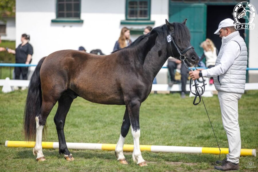 Og. WOLTRON (PIETROSU) (Opust – Woltra / Lawin)