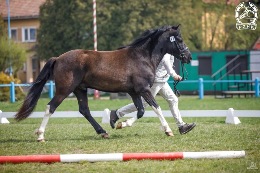 Og. WOLTRON (PIETROSU) (Opust – Woltra / Lawin)