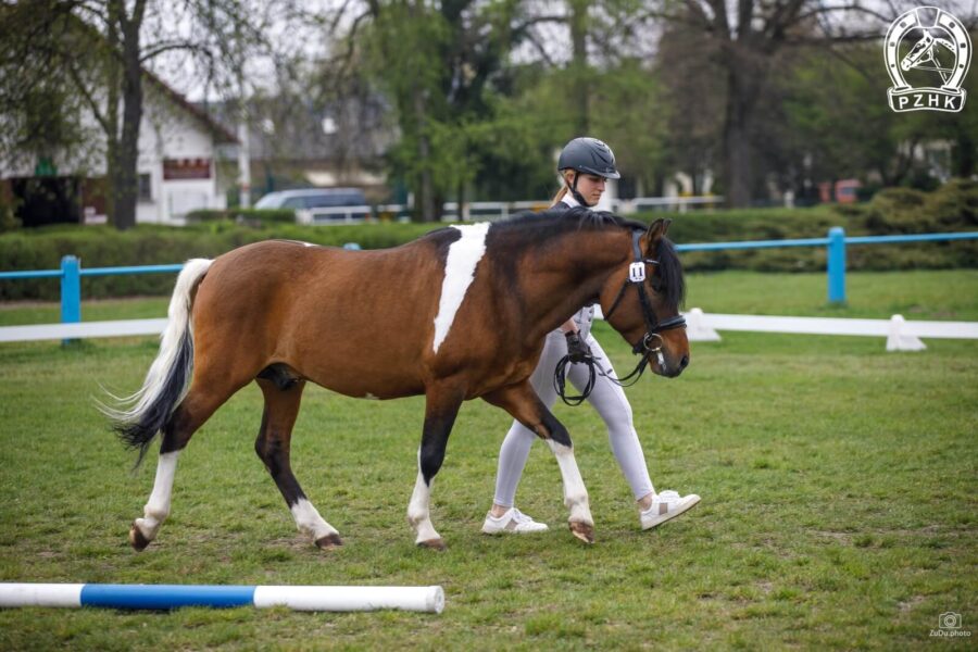 Og. ORREO (HROBY) (Szaman – Orawka / Nicpoń)
