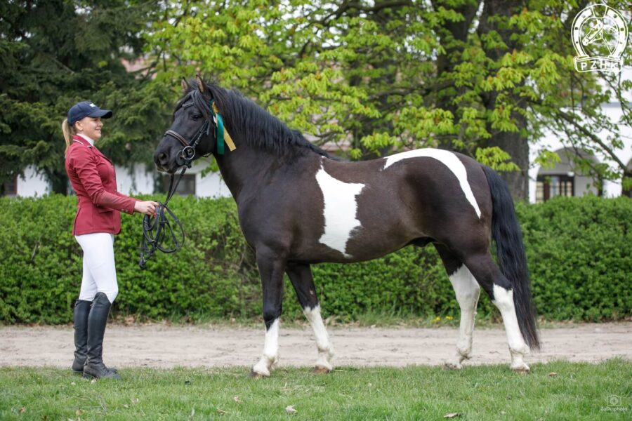 Og. ORTUS (GURGUL) (Jowal – Orsi / Baca)