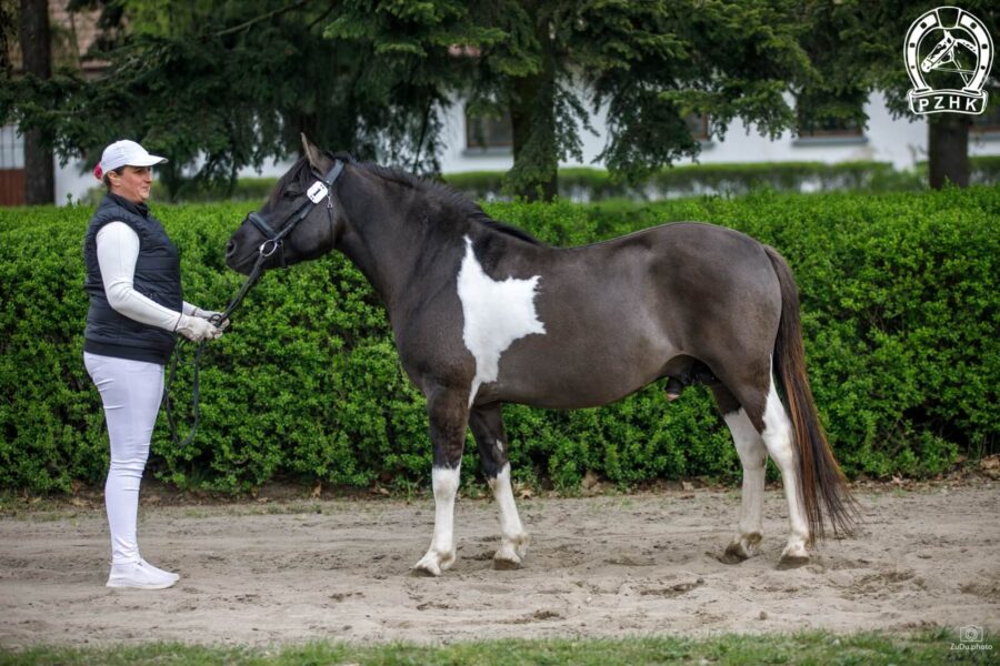 Og. FIKUS-SOLO (GORAL) (Witalij-O – Flicha / Watażka)
