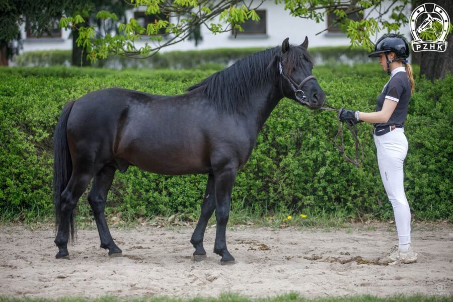 Og. FENOMEN (HROBY) (Potencjał – Fikcja / Nominał)