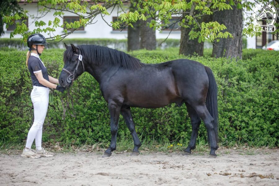 Og. FENOMEN (HROBY) (Potencjał – Fikcja / Nominał)