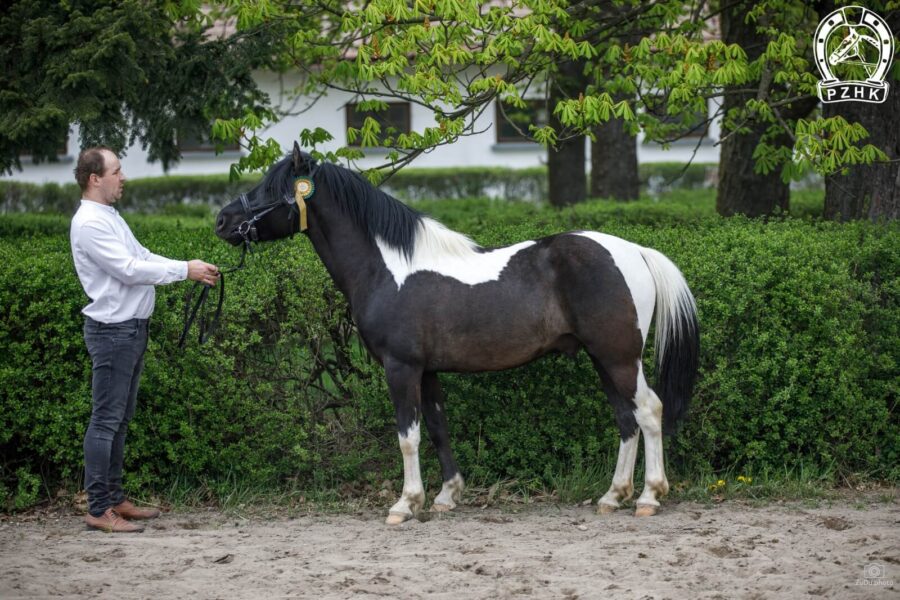 Og. NASIR-MAL (HROBY) (Oscypek-O – Nana-Solo / Waluch)